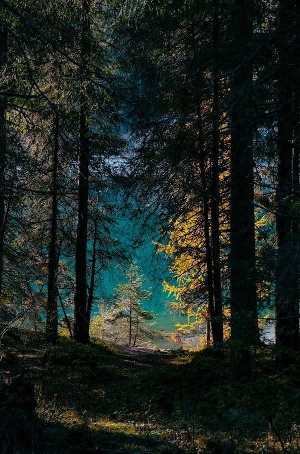 Expert arboricole : diagnostique et sécurité des arbres